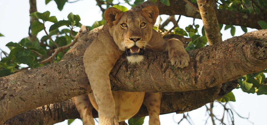Tree Climbing Lions